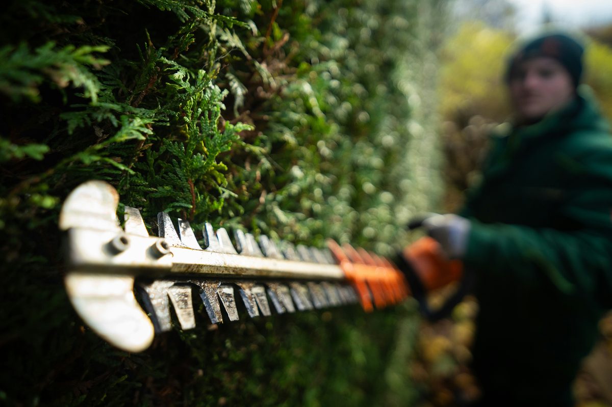 Hedge trimmer shaping an evergreen shrub up close