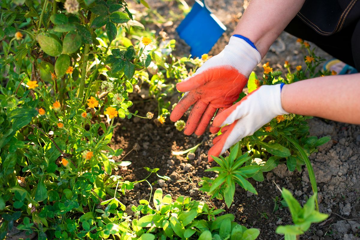 Gloved hands hand-weeding a sunlit flower bed