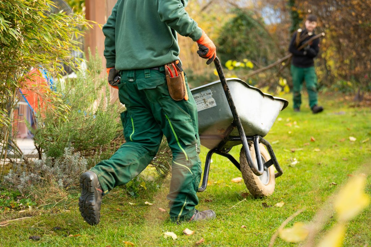 Crew hauling yard debris in a wheelbarrow after fall cleanup